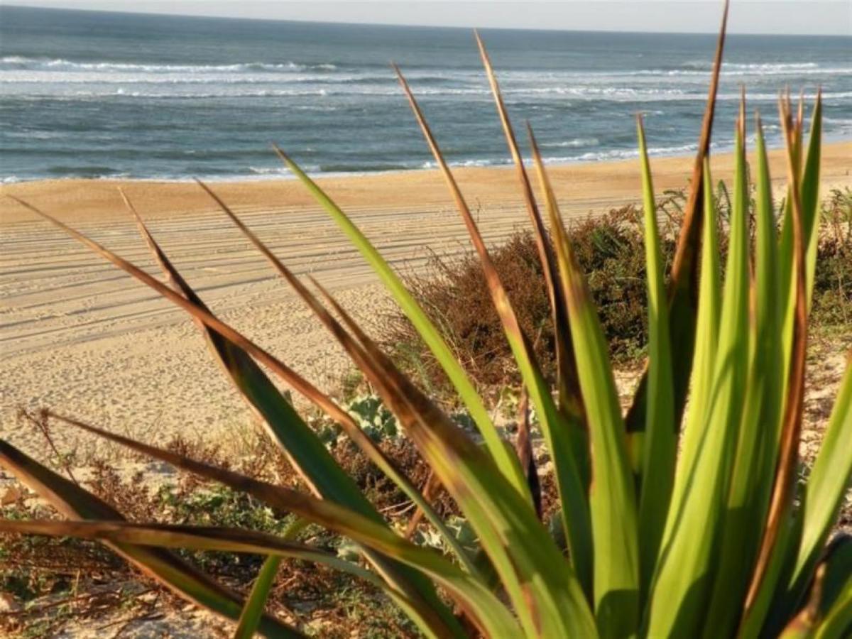 Apartment Studio Cosy A Seignosse : A Deux Pas De L'Ocean, Proche Centre, Ideal Vacances A Pied - Fr-1-239-400 Seignosse